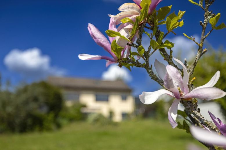 Gartenperspektive Magnolienb.