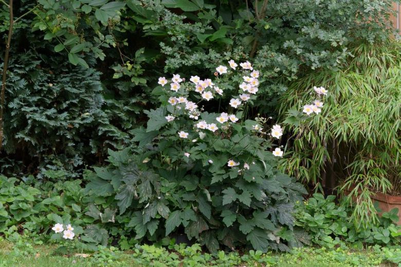 SENZA PROVVIGIONE: Luminoso appartamento di 4 locali a OB-Sterkrade -Eccellenti condizioni energetiche! – Garten