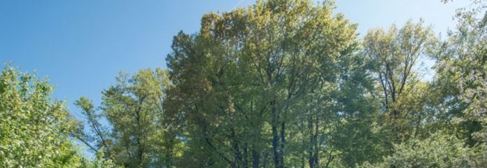 Ділянка мрії у найкращому місці на узліссі в Лангені — без комісії