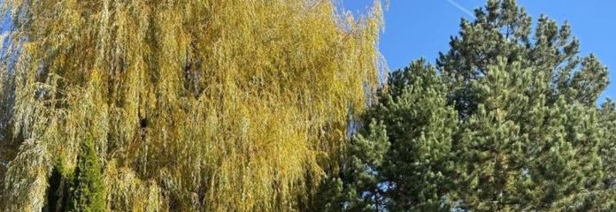 Baugrundstück mit genehmigter Bauplanung