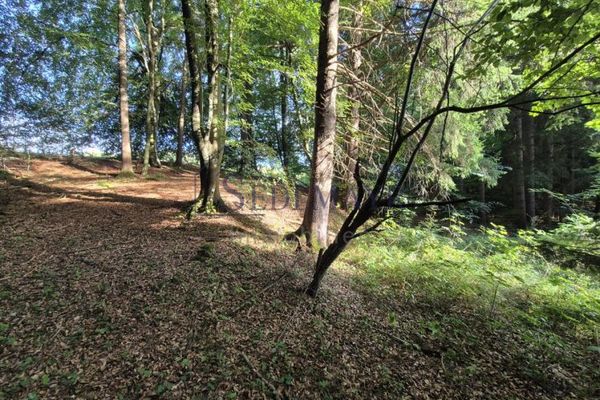 SPRZEDAŻ: Zadbany drzewostan leśny w pobliżu Starnbergu!