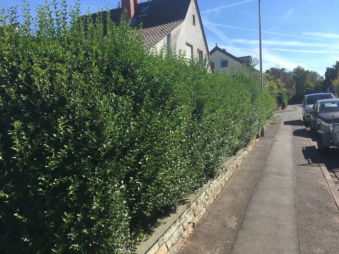 Exklusives Eckgrundstück mit hohem Entwicklungspotenzial in Egelsbach – Hecke entlang der Südseite