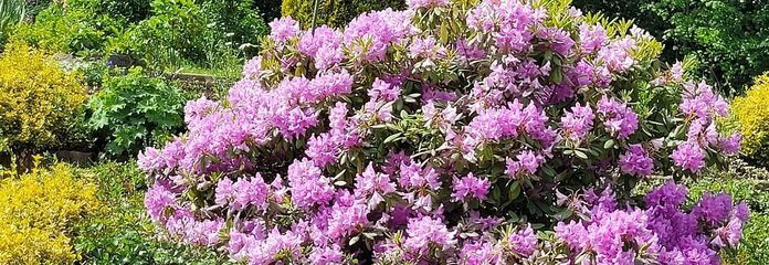 Dom szeregowy w Bad Gandersheim z pięknym ogrodem i piwnicą OD OSOBY PRYWATNEJ! – Sommerblick in den Garten