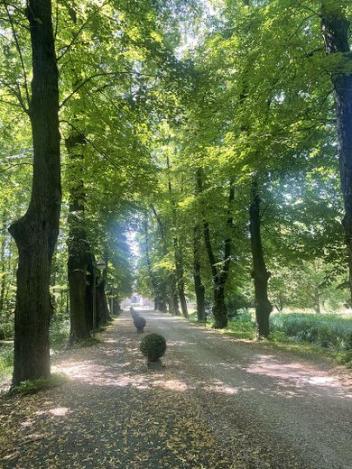 Allee