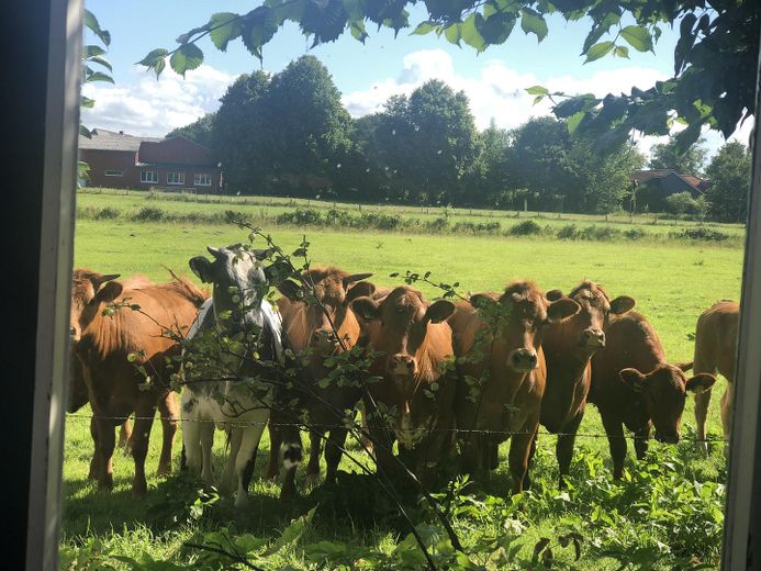 Unsere neugierigen Nachbarn
