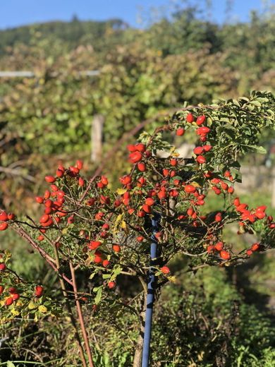 Impression Garten