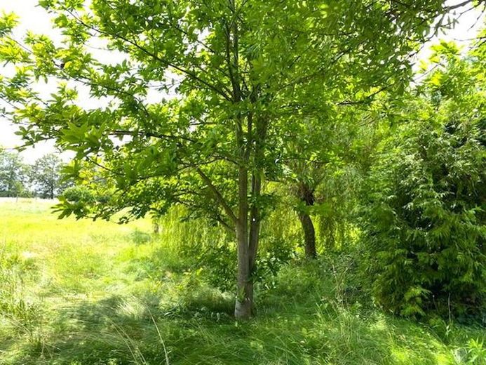 Mini Wald hinter dem Backhaus