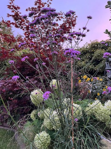 Charmantes Einfamilienhaus mit Garten - PROVISIONSFREI ! – Garten