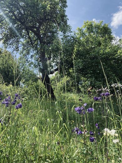 Garten hinter dem Haus
