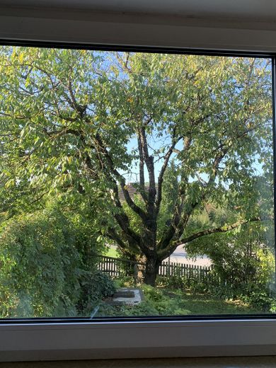Garten mit Kirschbaum