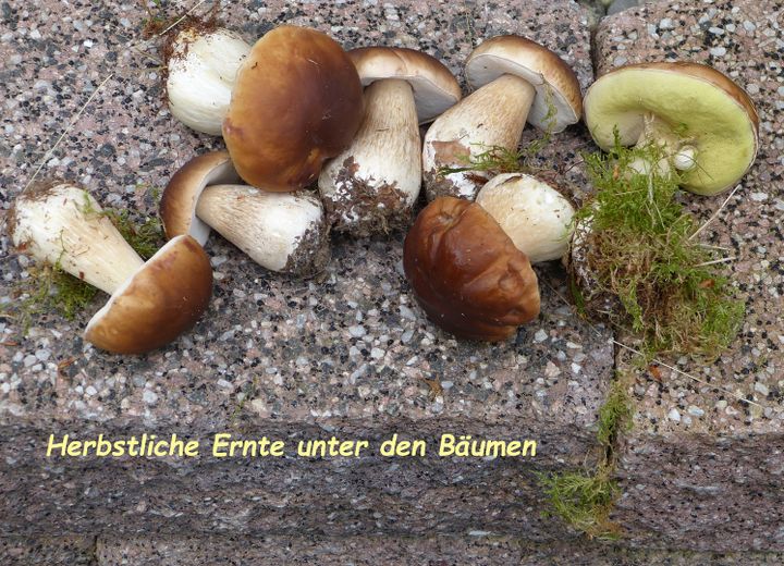 Steinpilzernte im Garten