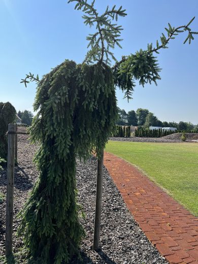 Luxus Stadtvilla mit angelegtem Traum Garten – Foto 8