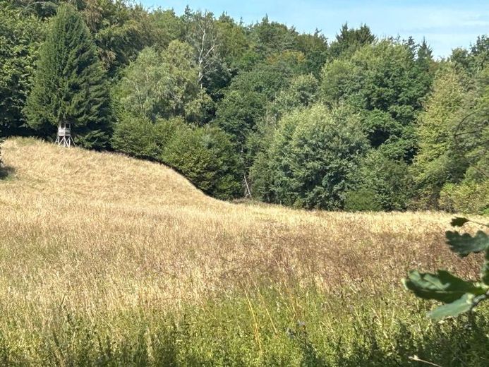 Ein Paradies für Pferdehalter - ca. 2 ha Wiese mit Bachlauf und Baumbestand in Neustadt - Mengsberg – Foto 1