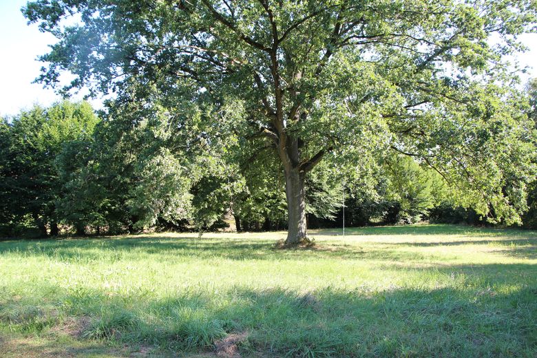 A breve termine: bungalow immerso nella natura in un ampio giardino – Foto 3