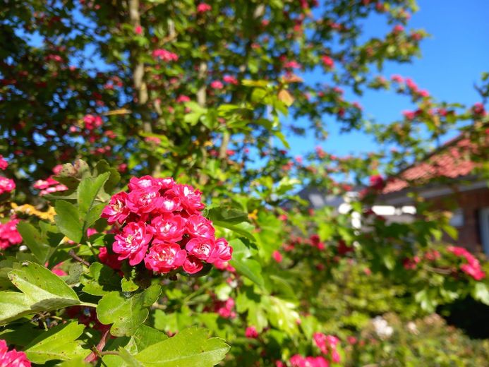 Schöner Winkelbungalow sucht neue Eigentümer – Foto 24