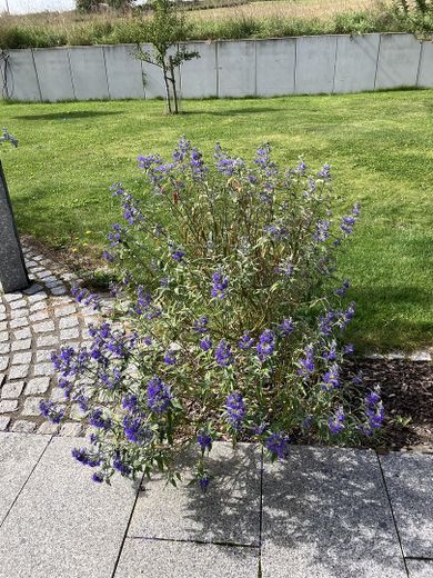 rechts neben Gartendusche