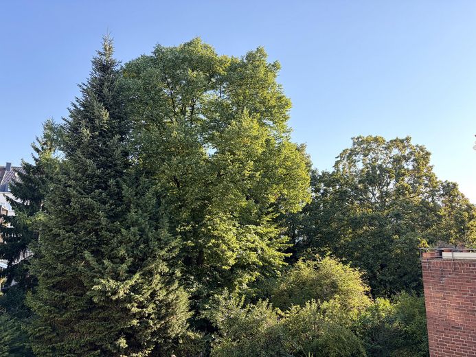 Dachterrasse mit Blick ins Grüne. Ganz oben. Ganz für sich. Ganz ruhig. Mitten im Wasserviertel. – Blick auf die alten Bäume 