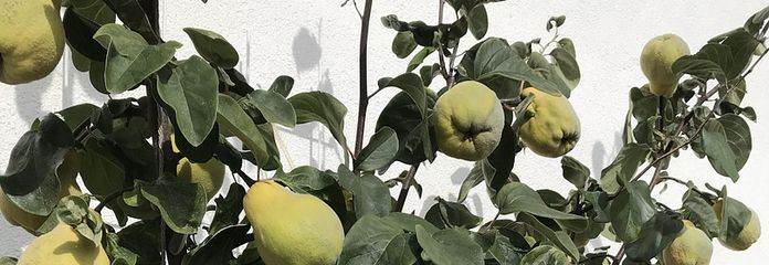 Garten: Quitten beim Whirlpool