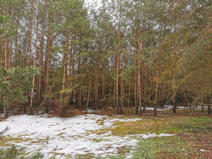 Baugrundstück für Naturliebhaber –  Januar 2023