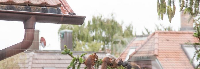 unsere Eichhörnchenfamilie