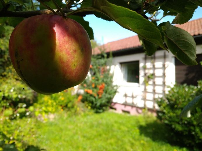 Und wer erntet nächstes Jahr?