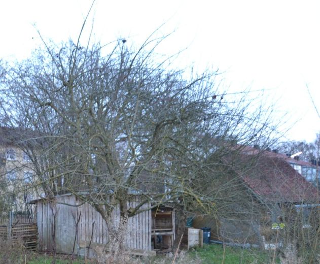 Bäume, Holzlager &amp; Gartenhütte