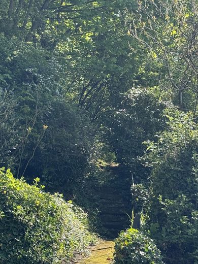 Blick in den Garten