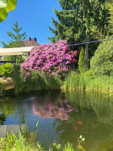 Einfamilienhaus in kühlem Garten – Garten