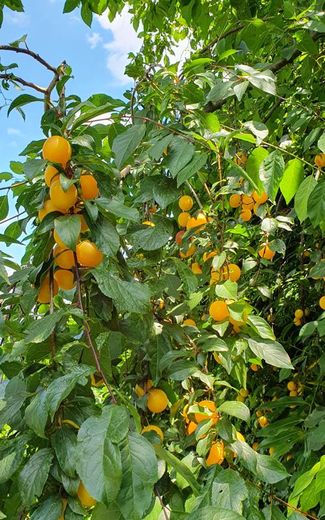 ...im Garten