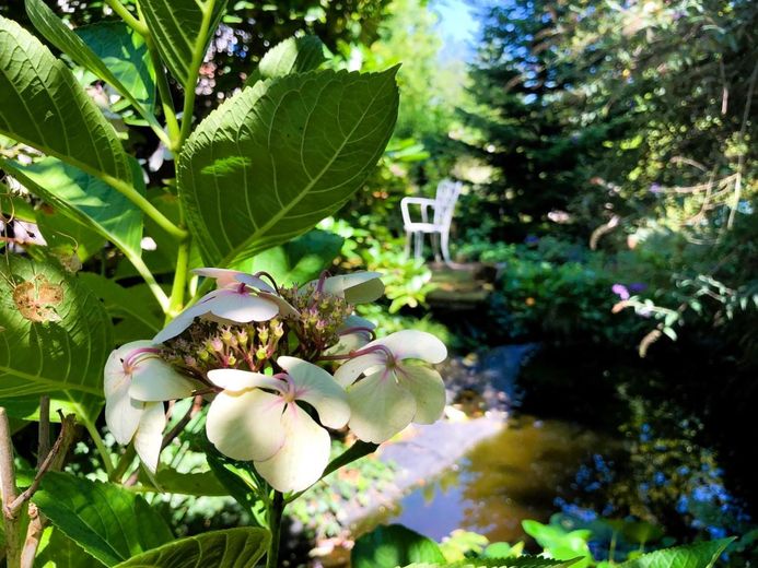 Garten im Sommer 