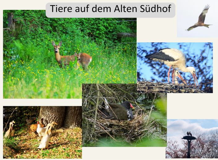 Tiere auf dem Südhof