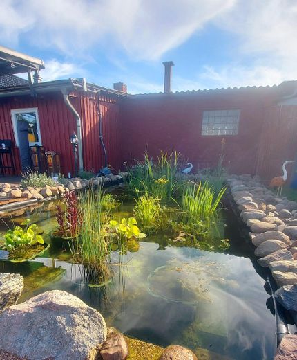 Naturparadies nähe Ludwigslust mit Schwimmteich, Koiteich und Werkstatt für Pendler Hamburg - Berlin – Pflanzbereich Schwimmteich