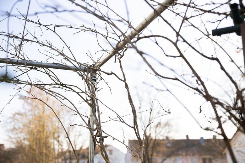 Rankgerüst-Beschattung