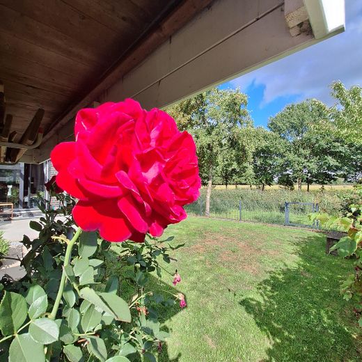 Impressionen - Garten