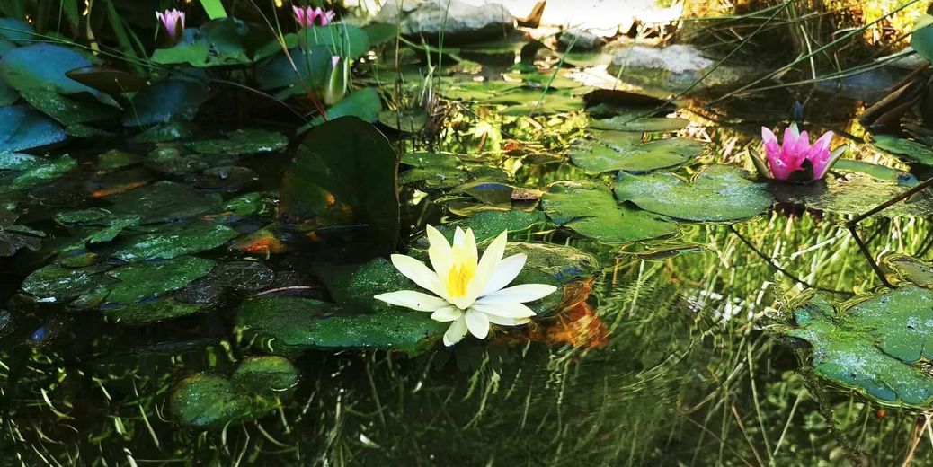Teich mit Seerosen