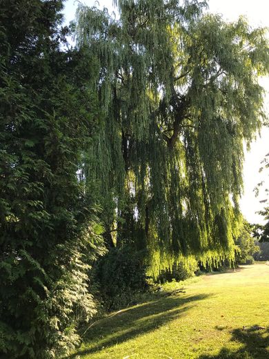 Gartenansicht Trauerweide