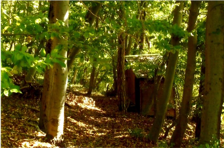 Wald mit Werkzeughütte