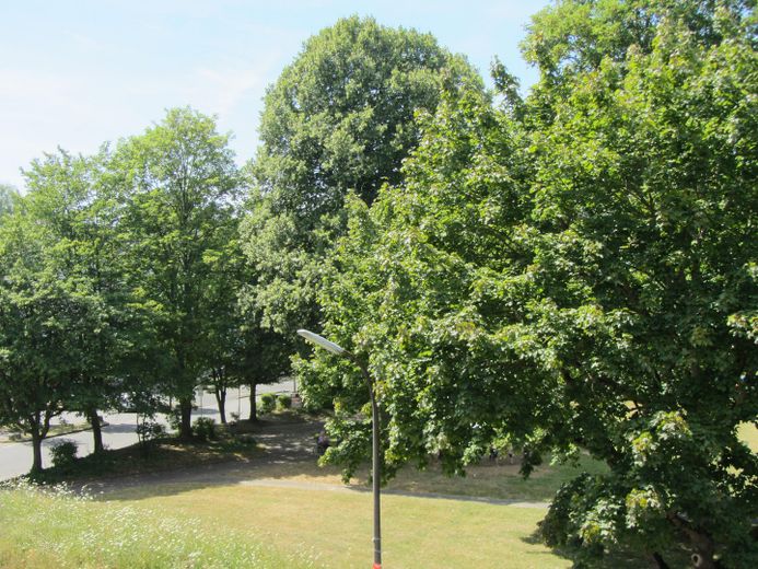 Alfter/Bonn * für Selbstnutzer & Kapitalanleger *Aufzug! * Loggia * Stellpl * Barrierearm* – Blick v.d. Loggia in den Park