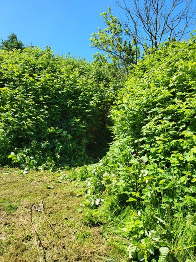 Investmentchance auf Rügen: Mehrfamilienhaus + ca. 3.087 m² Grundstück, Wasser-/Ostseenähe – Garten 