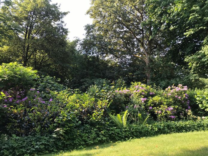 Rhododendronblüte