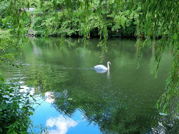 Das Wasser plätschert  vor der Tür  -  Enten, Schwäne schwimmen im Goldbekkanal - Wasserblick! – Foto 7