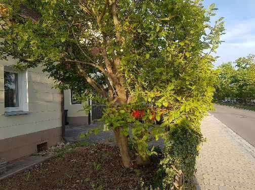 Aussenbereich/Terrasse/Garten