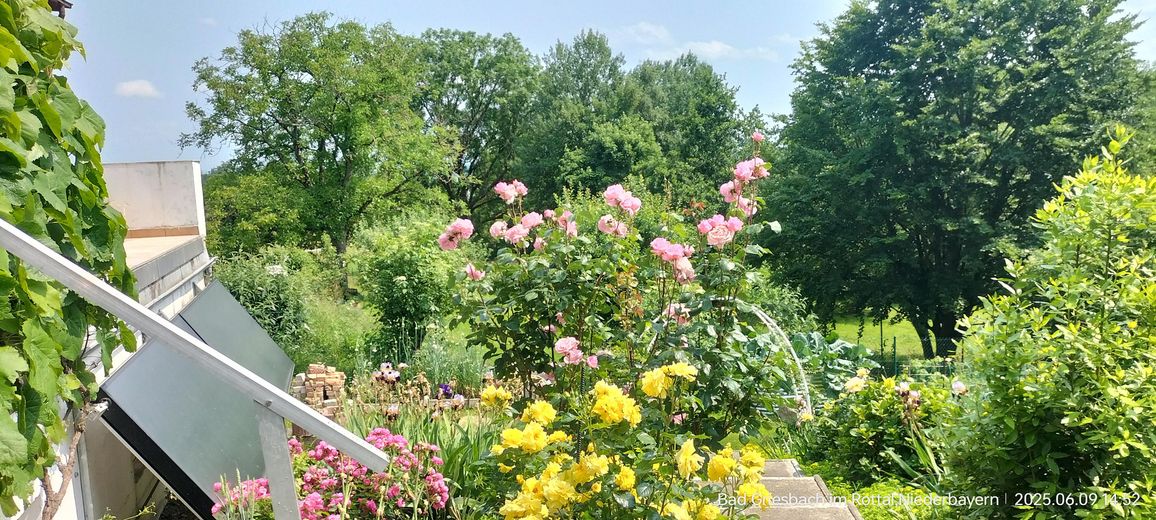 Blumen und mehr ...
