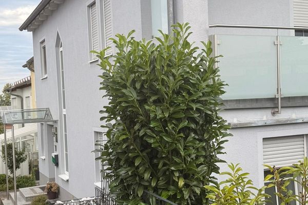 Müstakil ev ve alt kat dairesi