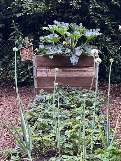 Gemüsegarten Sommer