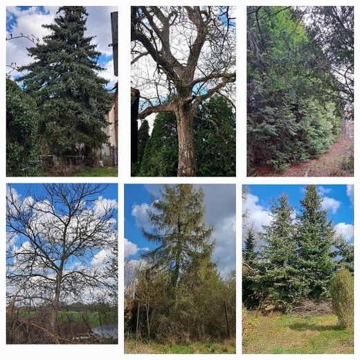 Auszug vom Baumbestand