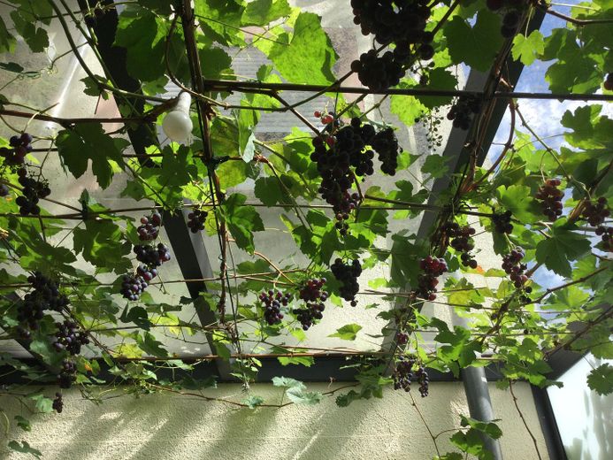 Ein-/Zweifamilien Stadthaus am Weinberg kernsaniert, vielseitig nutzbar, freistehend – überdachte Terrasse