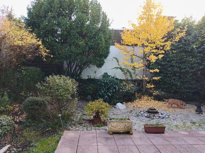 Großzügiges Reihenmittelhaus mit 222m² in Muffendorf, Einliegerwohnung und sonnigem Atriumgarten – Garten / Gingkobaum im Herbst