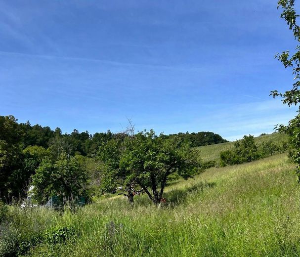 Wohnen zwischen Weinbergen und Wiesen – Ihr Gegenüber