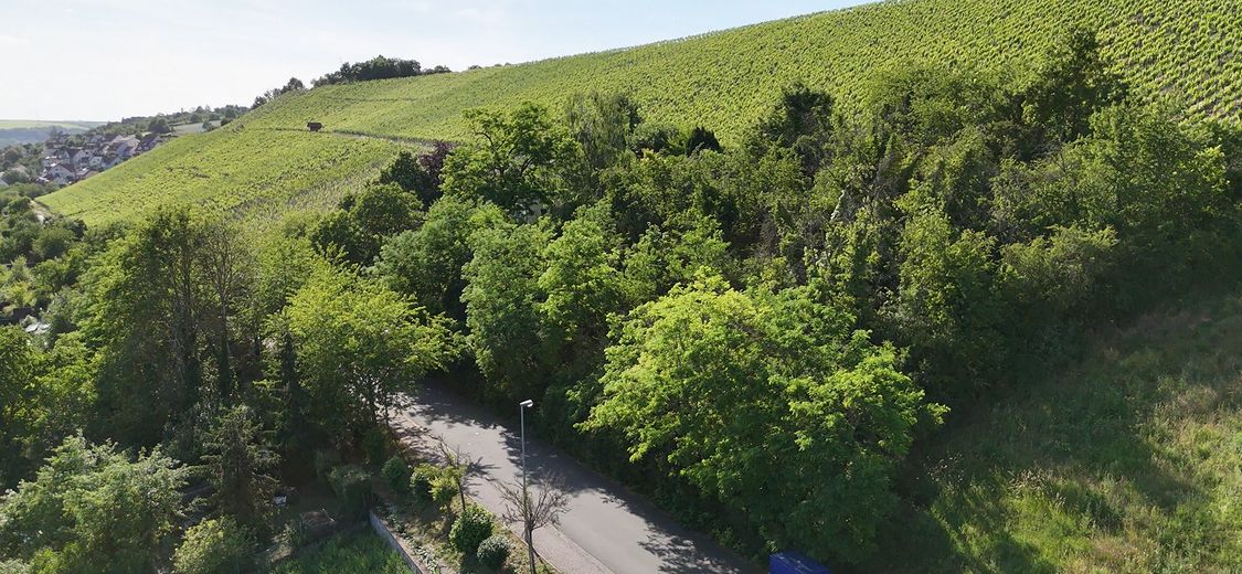 Lotto edificabile urbanizzato I posizione ai margini dei campi e versante sud sul vigneto – Grundstück
